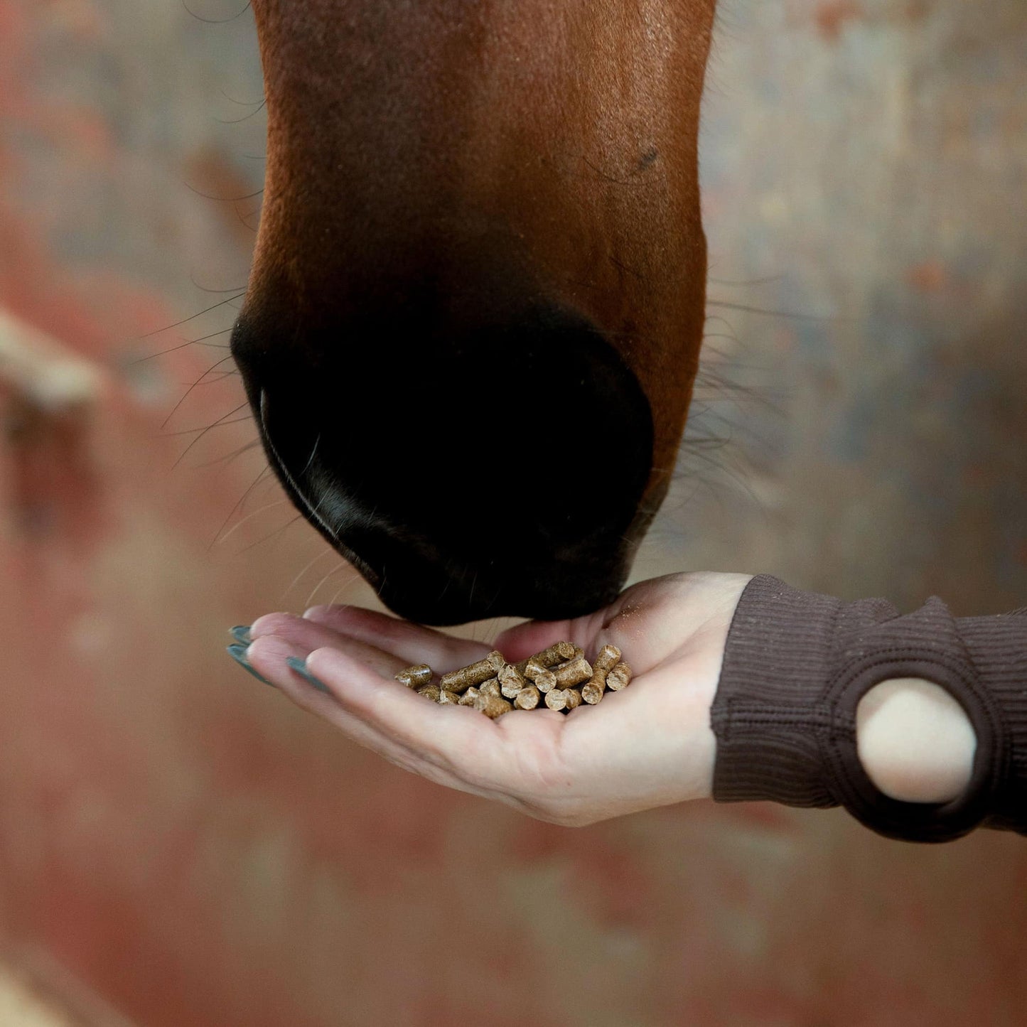 CBD Pellets for Horses