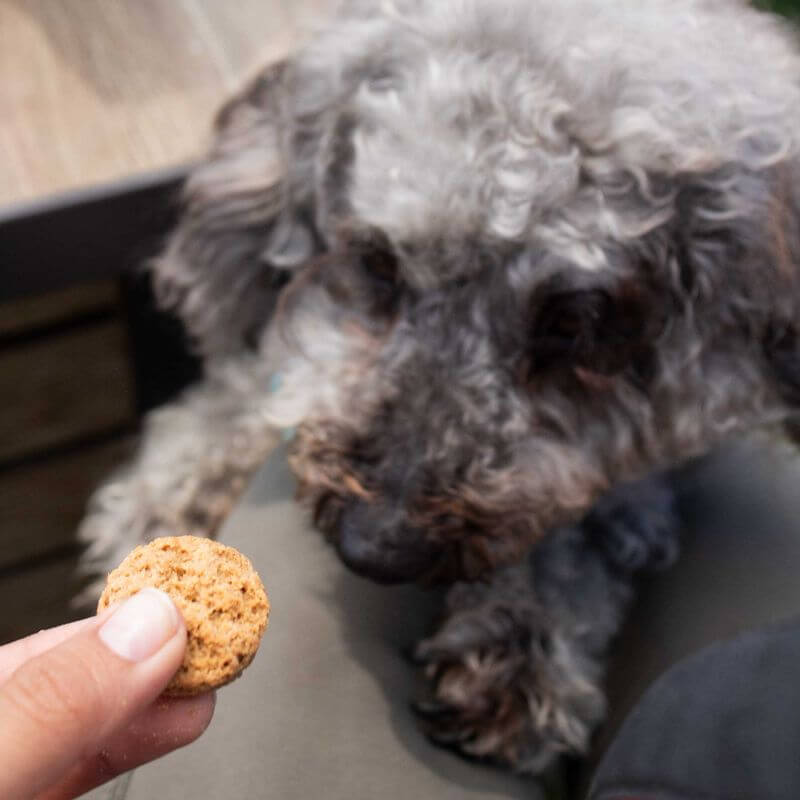 Curly-haired dog eagerly reaching for a CBD dog treat held by a person. Close-up shot of treat and dog's face.