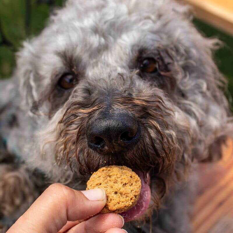 Curly-haired dog licking its lips while being offered a Calming CBN Dog Treat. Close-up shot of the treat and dog’s face.