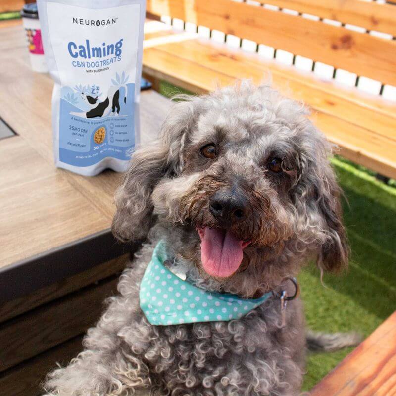 appy curly-haired dog wearing a blue bandana, sitting near a table with CBN Dog Treats in a resealable pouch.