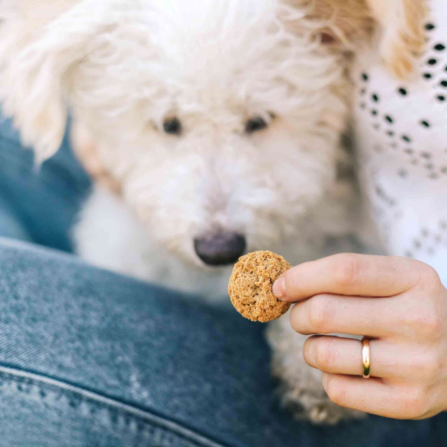 Close-up of a fluffy white dog sniffing a Neurogan Hemp Dog Chew held by a person wearing a white lace top and jeans.