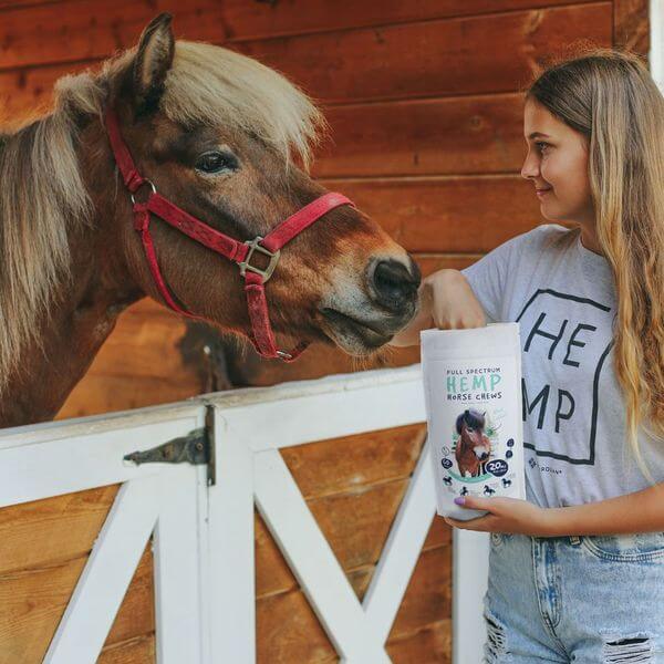 Woman holding Hemp Horse Chews near a brown horse in a stable. Horse wearing a red halter.