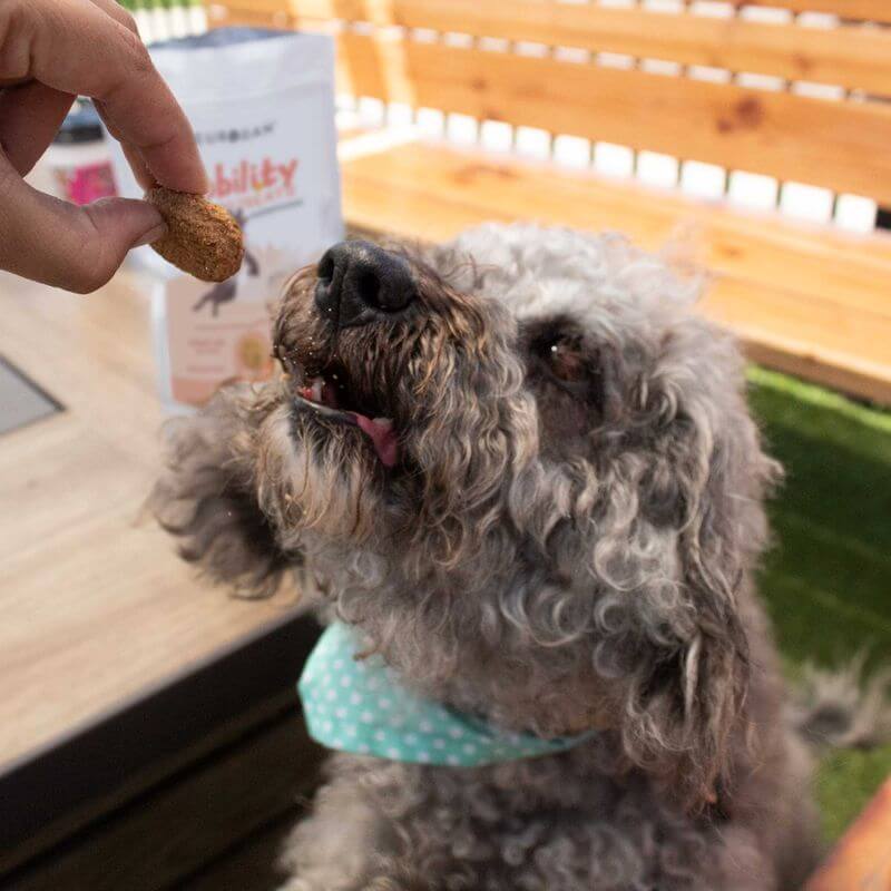 Curly-haired dog eagerly reaching for a Mobility CBG Dog Treat held by a person. CBG treat pouch in the background.
