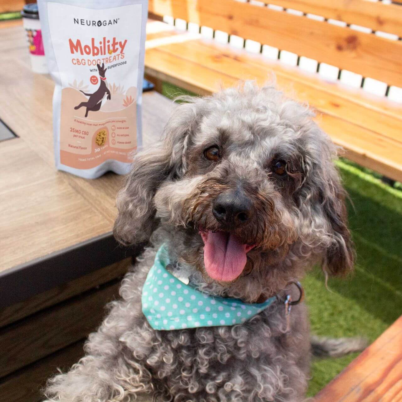 Happy curly-haired dog wearing a blue bandana, sitting near a table with Mobility CBG Dog Treats in a resealable pouch.
