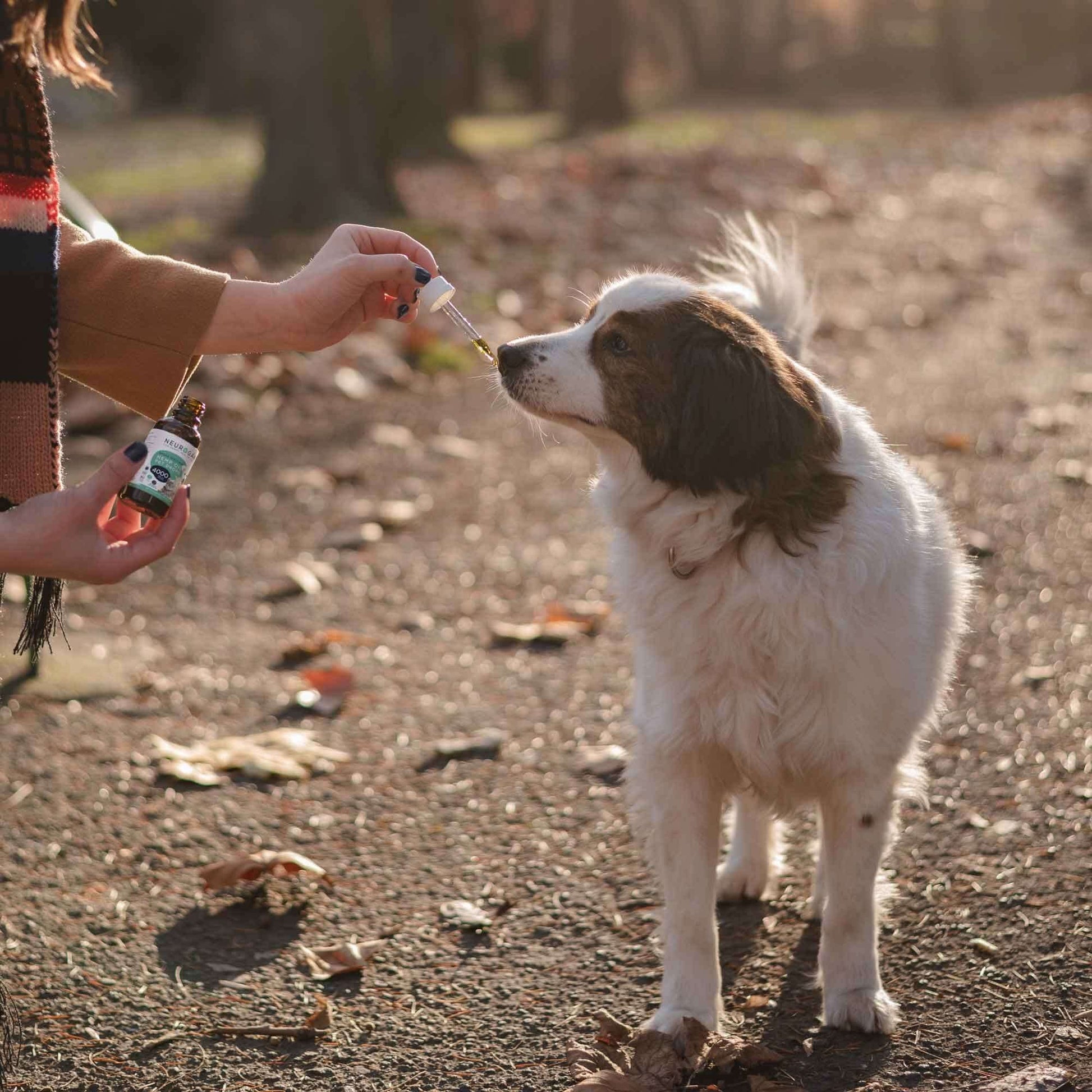 Person giving hemp Oil Pet Drops 4000 mg to a white and brown dog outdoors using a dropper.