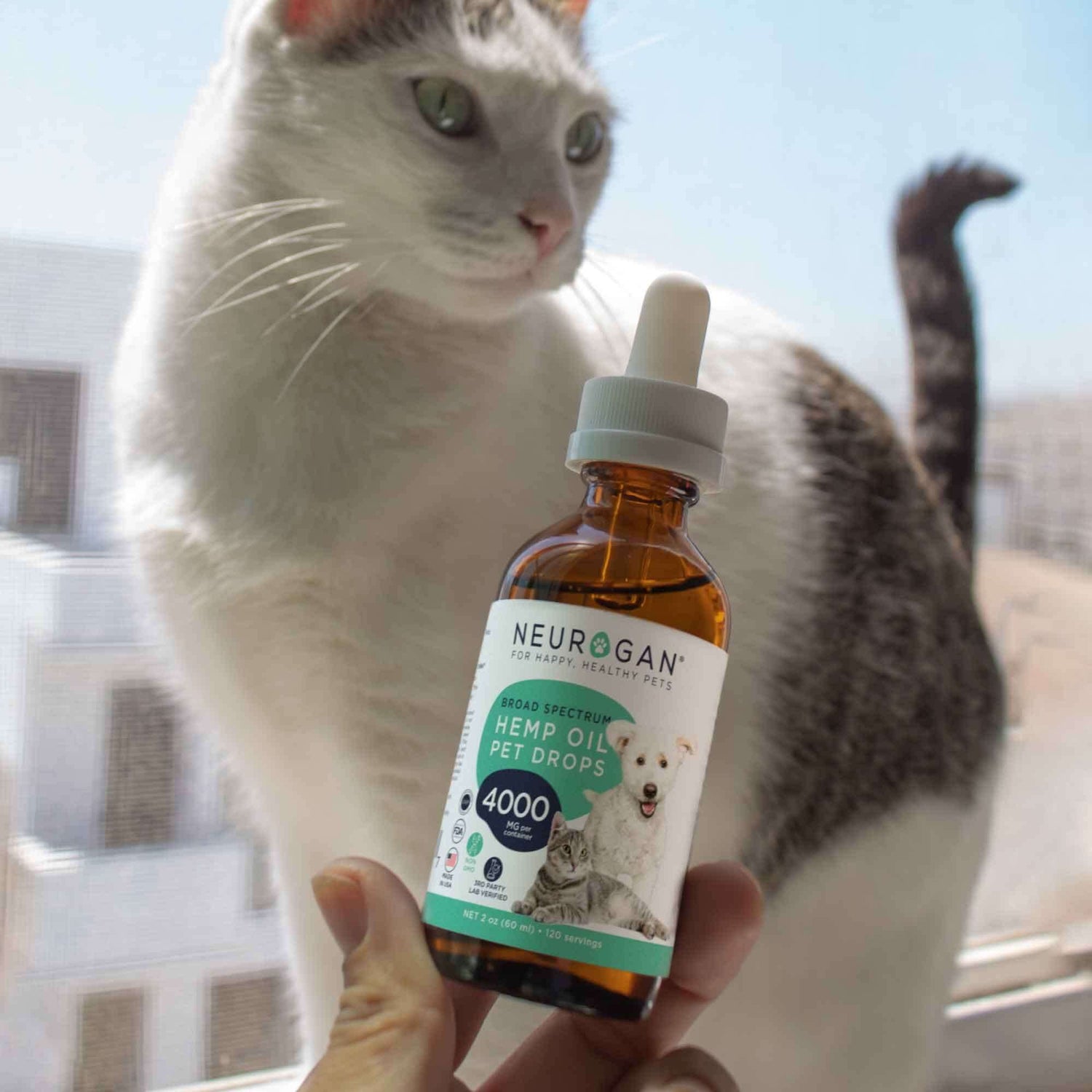 Person holding Hemp Oil Pet Drops 4000 mg bottle near a white and gray cat by a window.