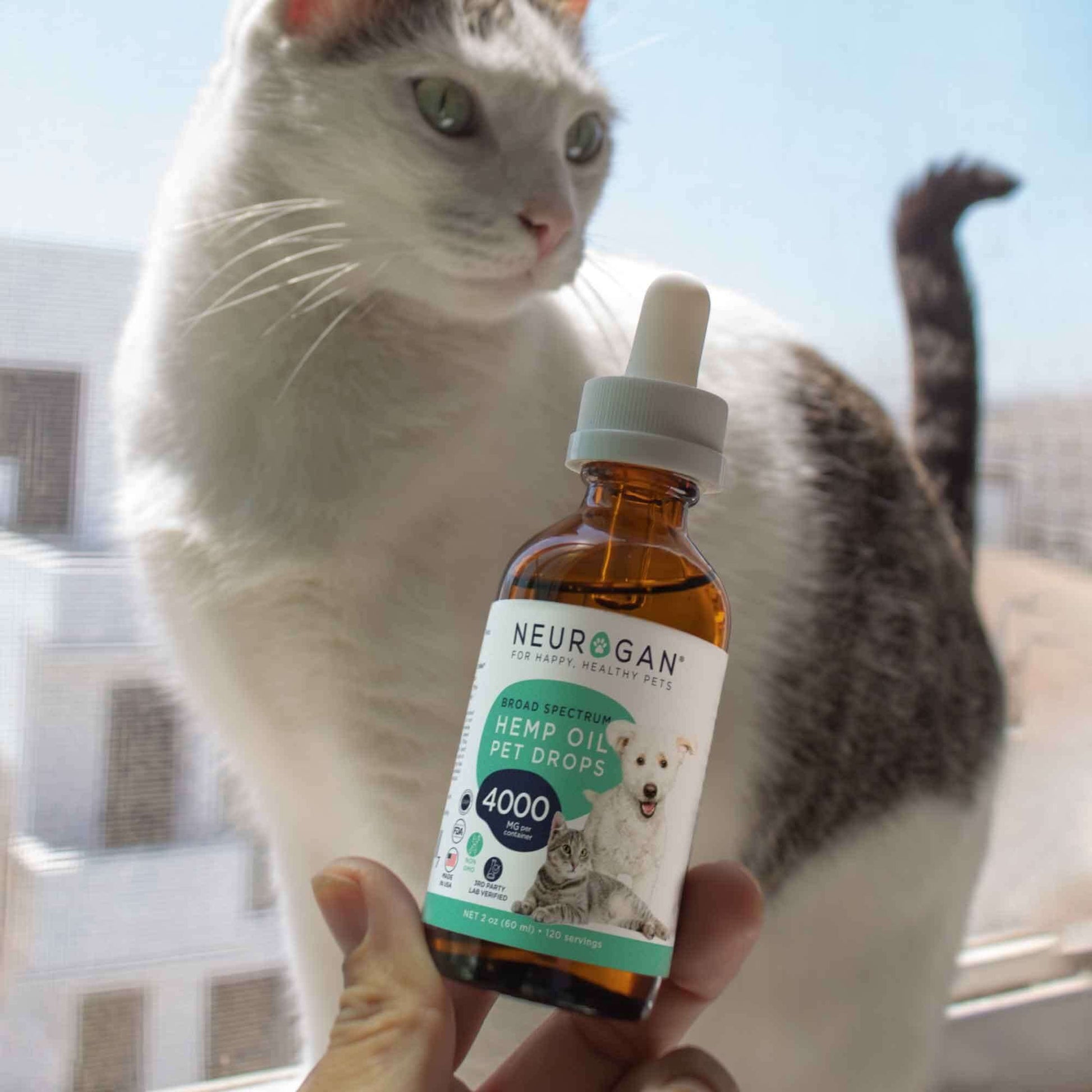 Person holding Hemp Oil Pet Drops 4000 mg bottle near a white and gray cat by a window.