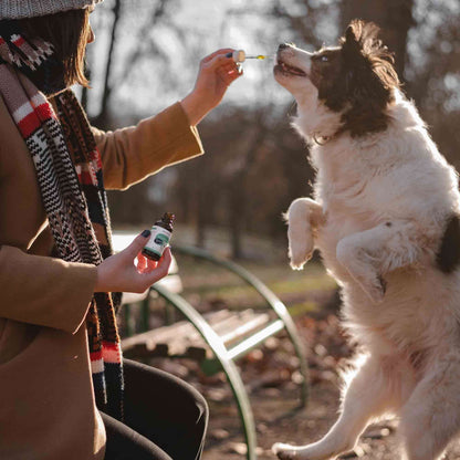 Bacon Flavored CBD Oil for Dogs - Neurogan Pets